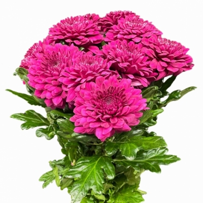 CHRYSANTHEMA G PIP PURPLE