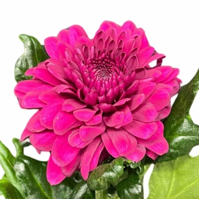 CHRYSANTHEMA G PIP PURPLE