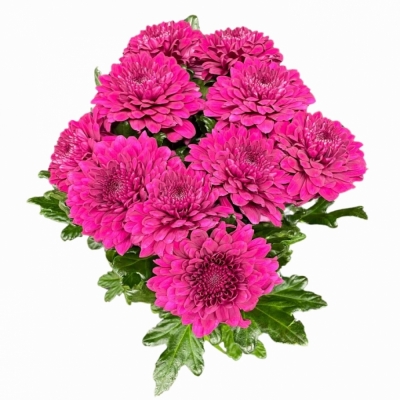 CHRYSANTHEMA G PIP PURPLE