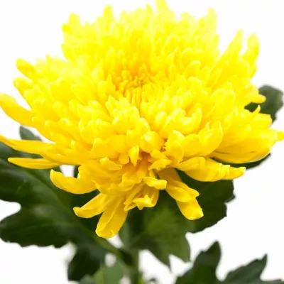 CHRYSANTHEMA G PJOTR