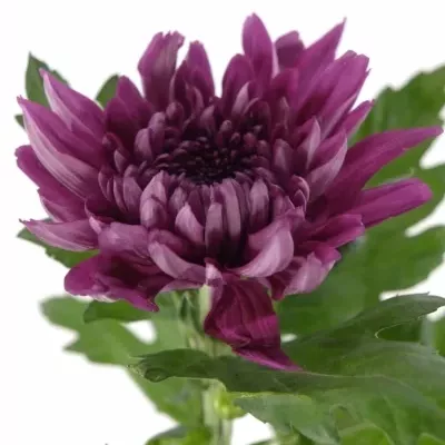 CHRYSANTHEMA G RESOMEE DARK