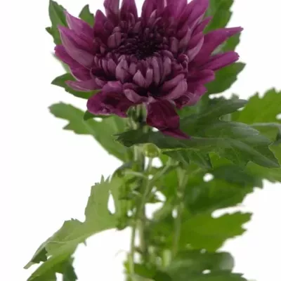 CHRYSANTHEMA G RESOMEE DARK