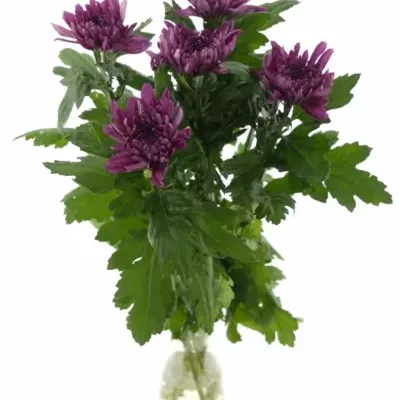 CHRYSANTHEMA G RESOMEE DARK