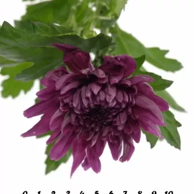 CHRYSANTHEMA G RESOMEE DARK