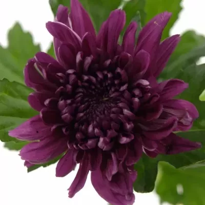 CHRYSANTHEMA G RESOMEE DARK