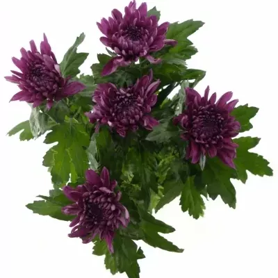 CHRYSANTHEMA G RESOMEE DARK