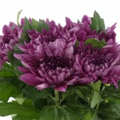 CHRYSANTHEMA G RESOMEE DARK