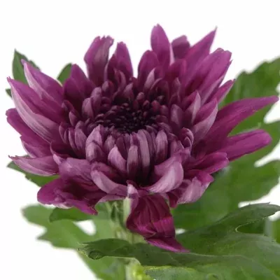 CHRYSANTHEMA G RESOMEE DARK