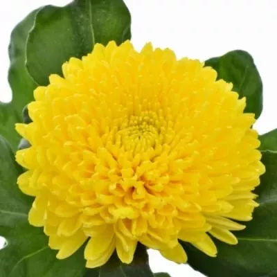 CHRYSANTHEMA G RITUAL 95g