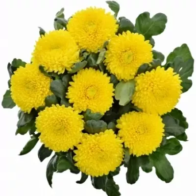 CHRYSANTHEMA G RITUAL 95g