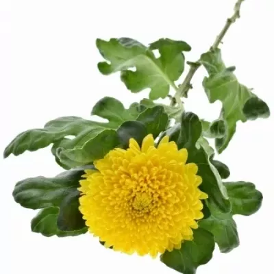 CHRYSANTHEMA G RITUAL 95g