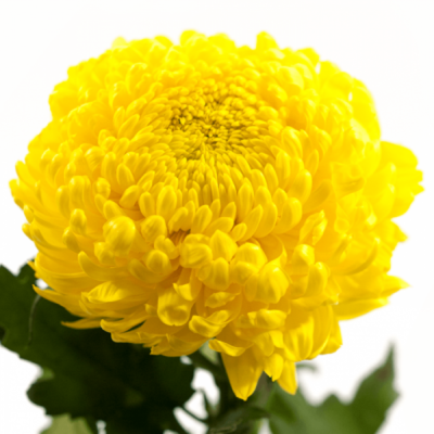 CHRYSANTHEMA G RIVALRY