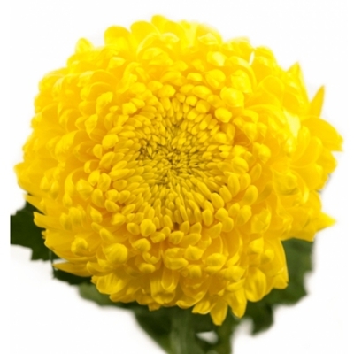 CHRYSANTHEMA G RIVALRY