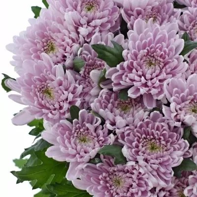 CHRYSANTHEMA G ROSSANO