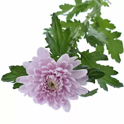 CHRYSANTHEMA G ROSSANO