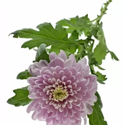 CHRYSANTHEMA G ROSSANO DARK 70g