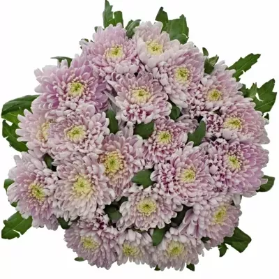 CHRYSANTHEMA G ROSSANO DARK 70g