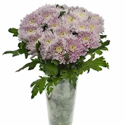 CHRYSANTHEMA G ROSSANO DARK 70g