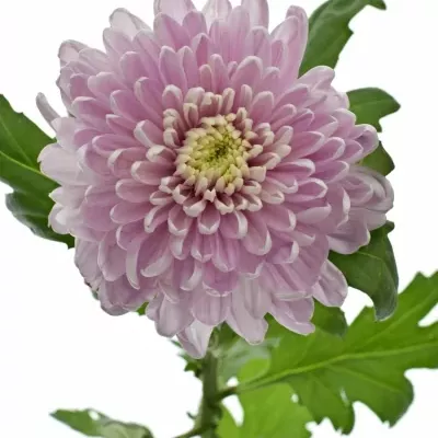 CHRYSANTHEMA G ROSSANO DARK 70g