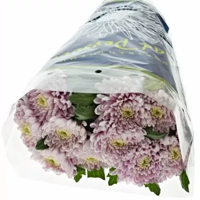 CHRYSANTHEMA G ROSSANO DARK 70g