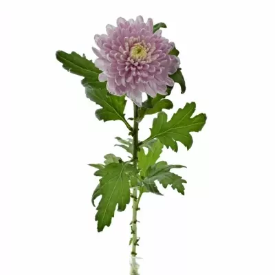 CHRYSANTHEMA G ROSSANO DARK 70g