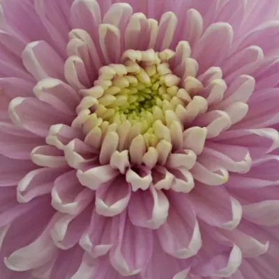 CHRYSANTHEMA G ROSSANO DARK 70g