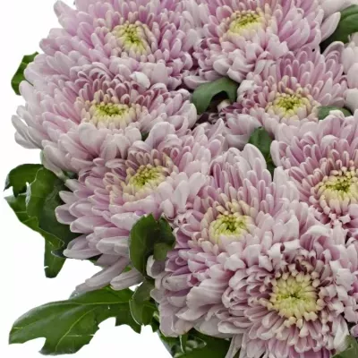 CHRYSANTHEMA G ROSSANO DARK 70g