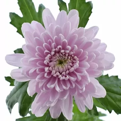 CHRYSANTHEMA G ROSSANO