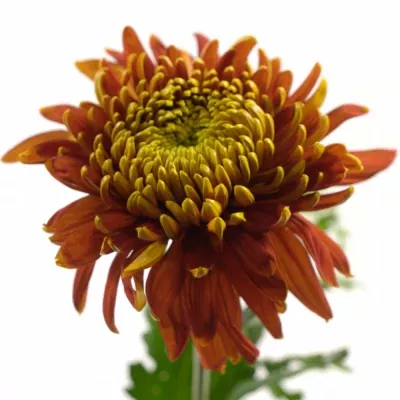 CHRYSANTHEMA G TOM PEARCE