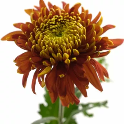 CHRYSANTHEMA G TOM PEARCE