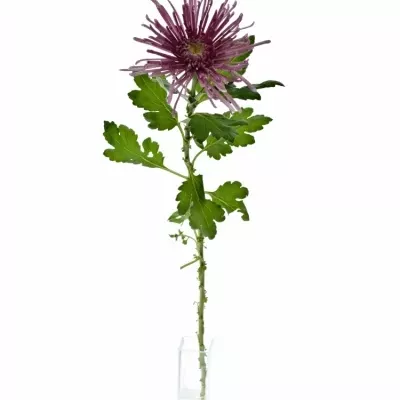 Chrysanthéma G UZURI PINK 100g