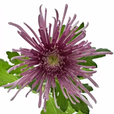 Chrysanthéma G UZURI PINK 100g