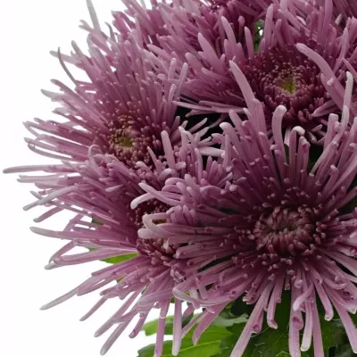 Chrysanthéma G UZURI PINK 100g