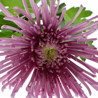 Chrysanthéma G UZURI PINK 100g