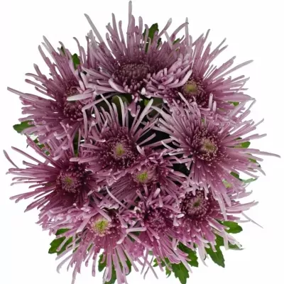 Chrysanthéma G UZURI PINK 100g