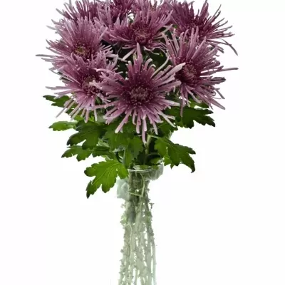 Chrysanthéma G UZURI PINK 100g