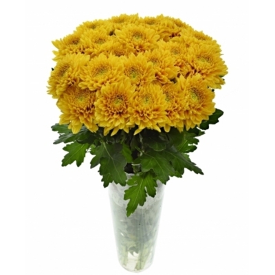 CHRYSANTHEMA G WILLEM ORANGE