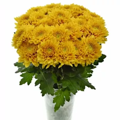 CHRYSANTHEMA G WILLEM ORANGE 85g