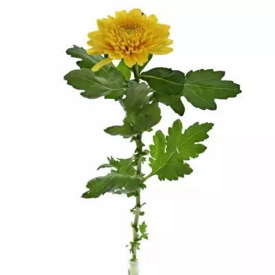 CHRYSANTHEMA G WILLEM ORANGE 85g