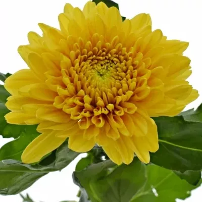 CHRYSANTHEMA G WILLEM ORANGE 85g