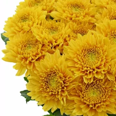 CHRYSANTHEMA G WILLEM ORANGE 85g