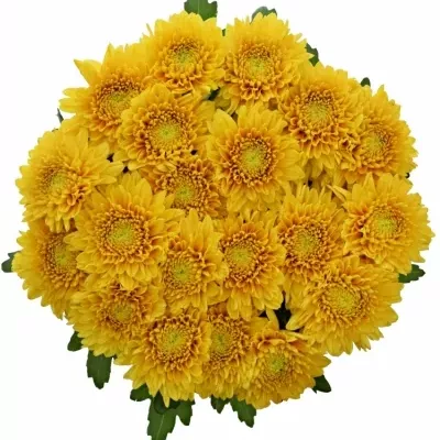 CHRYSANTHEMA G WILLEM ORANGE 85g