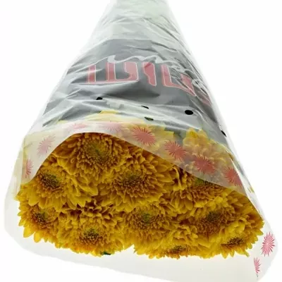 CHRYSANTHEMA G WILLEM ORANGE 85g