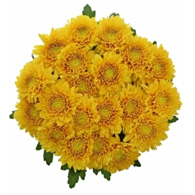 CHRYSANTHEMA G WILLEM ORANGE