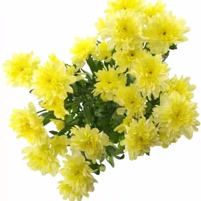 CHRYSANTHEMA G ZEMBLA CREAM