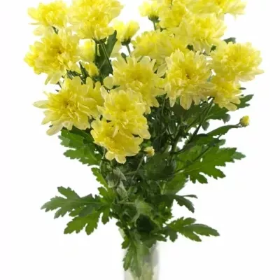 CHRYSANTHEMA G ZEMBLA CREAM