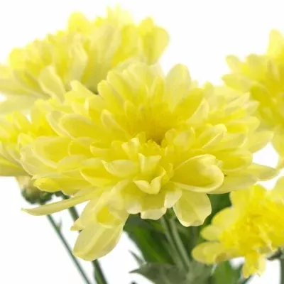 CHRYSANTHEMA G ZEMBLA CREAM