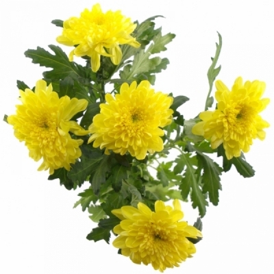 CHRYSANTHEMA G ZEMBLA YELLOW