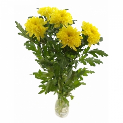 CHRYSANTHEMA G ZEMBLA YELLOW