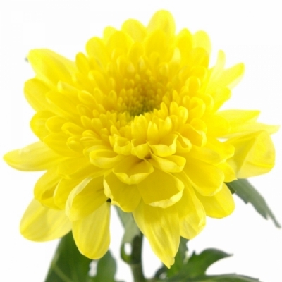 CHRYSANTHEMA G ZEMBLA YELLOW